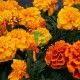 Tagete Patula
