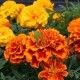Tagete Patula