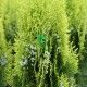 Thuja Oriental Aurea Nana