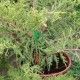 Juniperus Horizontalis