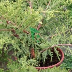 Juniperus Horizontalis