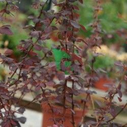 Berberis Thunbergii Atropurpurea