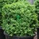 Buxus Sempervirens Sufruticosa