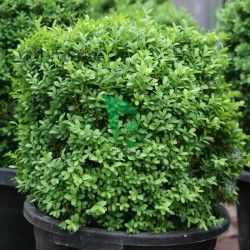 Buxus Sempervirens Sufruticosa